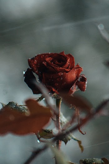 Red Rose in Close-up Photography