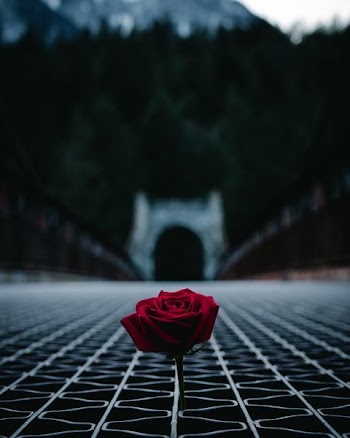 red rose in the middle of bridge during daytime