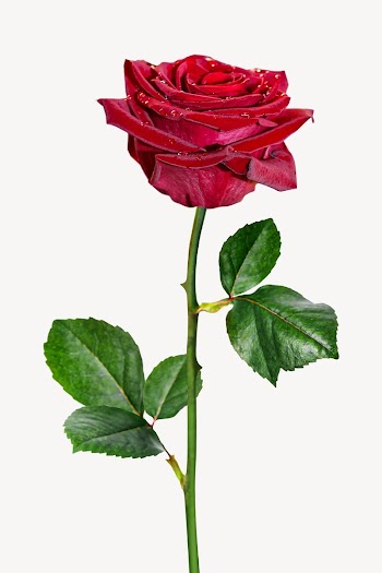 Red rose  isolated design | Free Photo - rawpixel