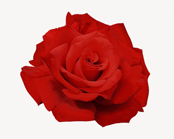 Red rose, isolated flower image | Free Photo - rawpixel