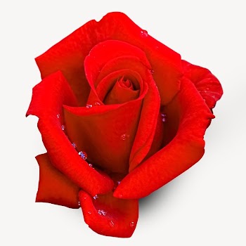 Red rose isolated image on white | Free Photo - rawpixel