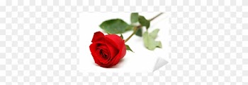 Red Rose Isolated On The White Background Sticker • - Red Rose White Background