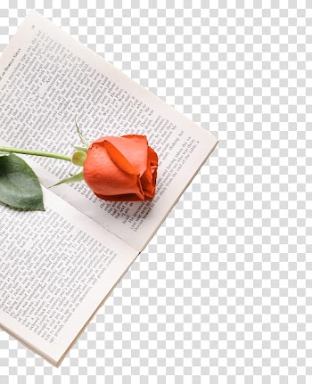 , red rose on book transparent background PNG clipart