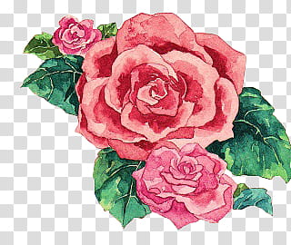 , red rose painting transparent background PNG clipart
