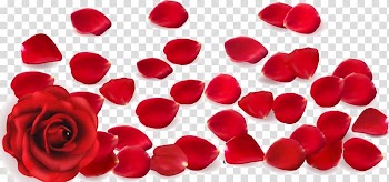 Red rose petals, Rose Petal , petal transparent background PNG clipart