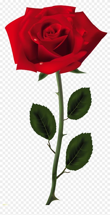 Red Rose Png Art Picture Best Of Picture Of Rose - Rose Png