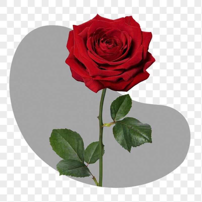 Red rose png badge sticker, | Free PNG - rawpixel
