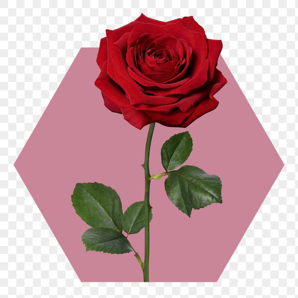 Red rose png badge sticker, | Free PNG - rawpixel