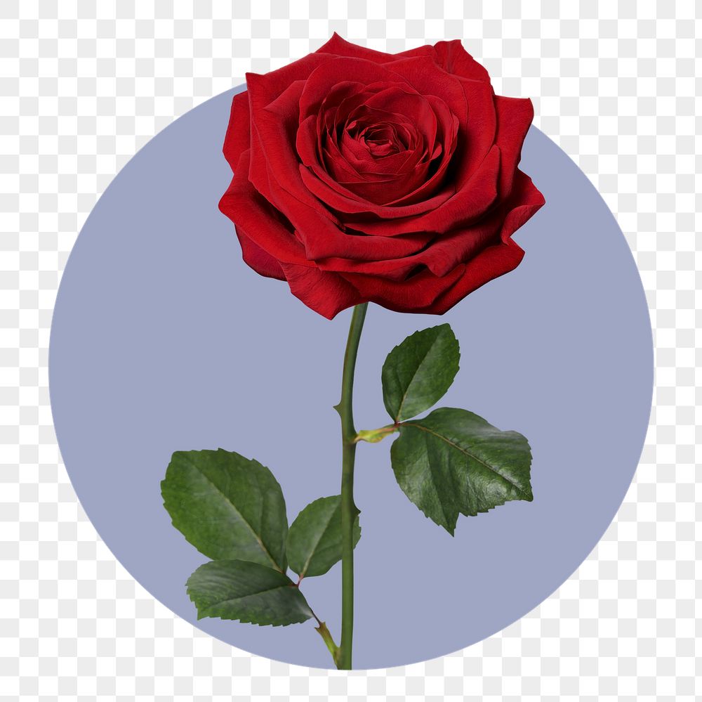 Red rose png badge sticker, | Free PNG - rawpixel