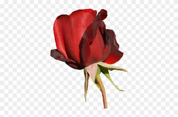 Red Rose Png By Vixen1978 - Rose