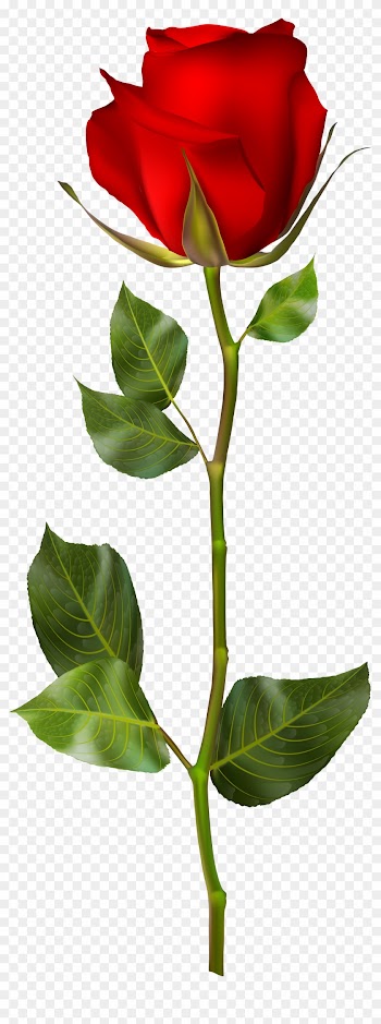 Red Rose Png Clip Art - Red Rose Png