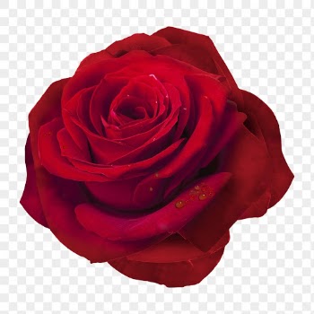 Red rose png, flower collage | Free PNG - rawpixel