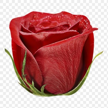 Red rose png, flower collage | Free PNG - rawpixel