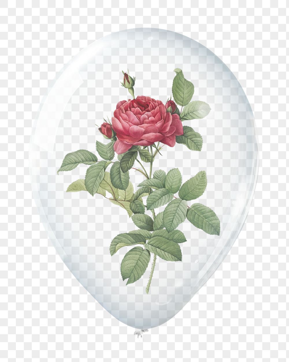 Red rose png, flower in clear | Free PNG - rawpixel