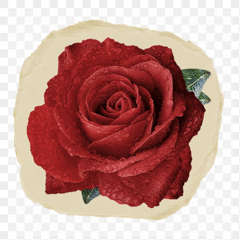 Red rose png flower ripped | Free PNG - rawpixel