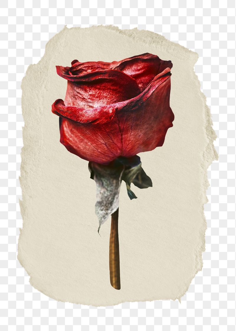 Red rose png flower ripped | Free PNG - rawpixel