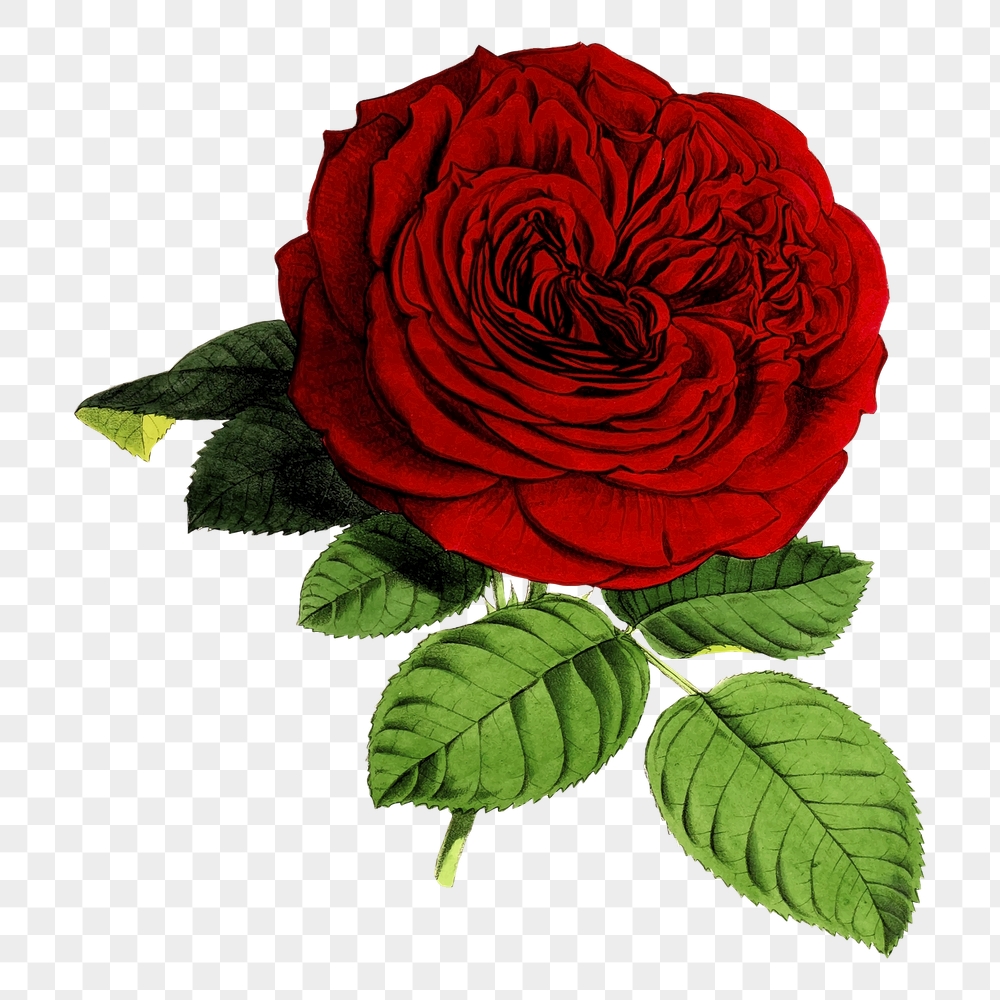 Red rose png flower sticker, | Free PNG - rawpixel