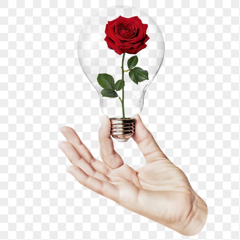 Red rose png flower sticker, | Free PNG - rawpixel