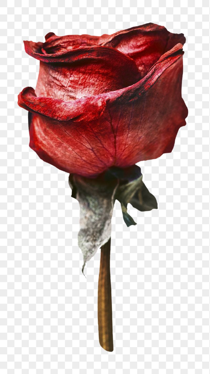 Red rose png flower sticker, | Free PNG - rawpixel