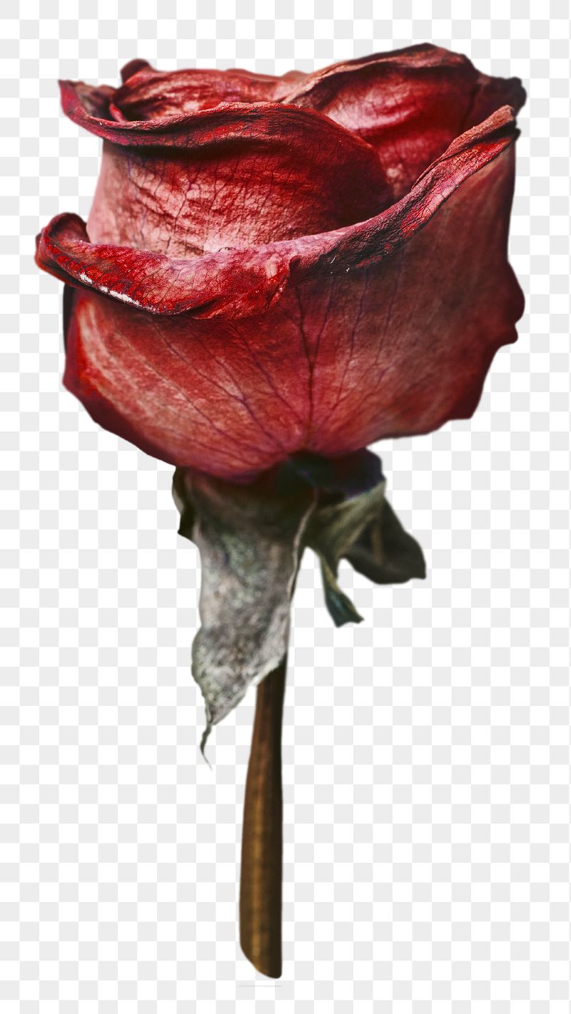 Red rose png flower sticker, | Free PNG - rawpixel