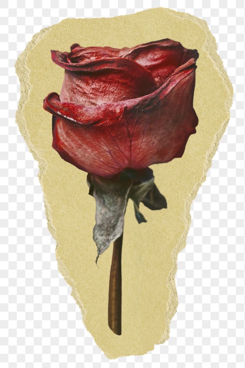 Red rose png flower sticker, | Free PNG - rawpixel