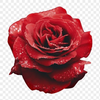 Red rose png, flower with water | Free PNG - rawpixel