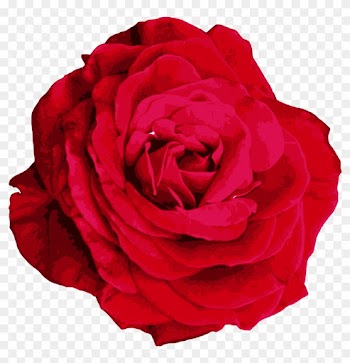 Red Rose Png Image Transparent Onlygfx - Hybrid Tea Rose