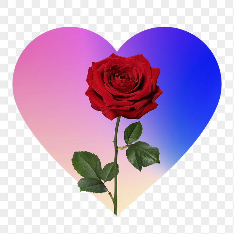 Red rose png on gradient | Free PNG - rawpixel