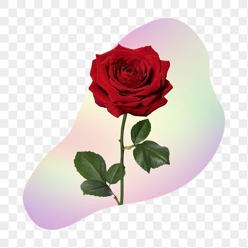 Red rose png  on gradient | Free PNG - rawpixel