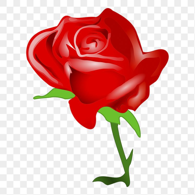 Red rose png sticker, transparent | Free PNG - rawpixel