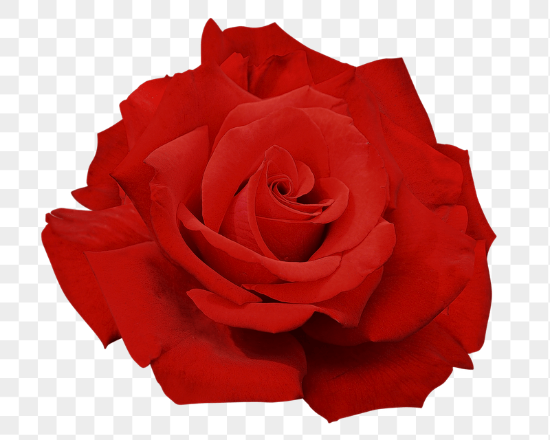 Red rose png sticker, transparent | Free PNG - rawpixel