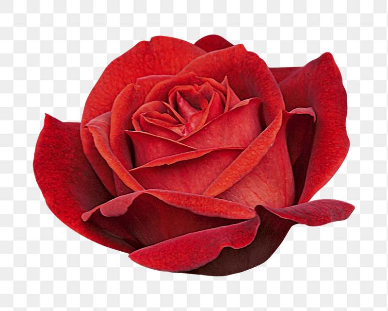 Red rose png sticker, transparent | Free PNG - rawpixel