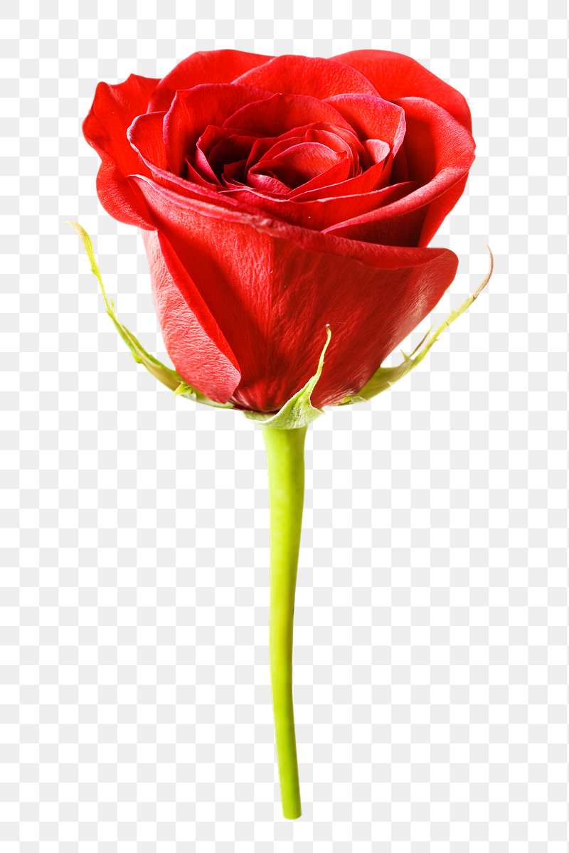 Red rose png sticker, transparent | Free PNG - rawpixel