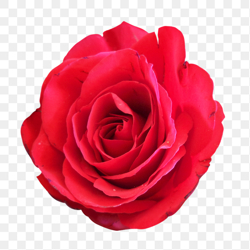 Red rose png sticker, transparent | Free PNG - rawpixel
