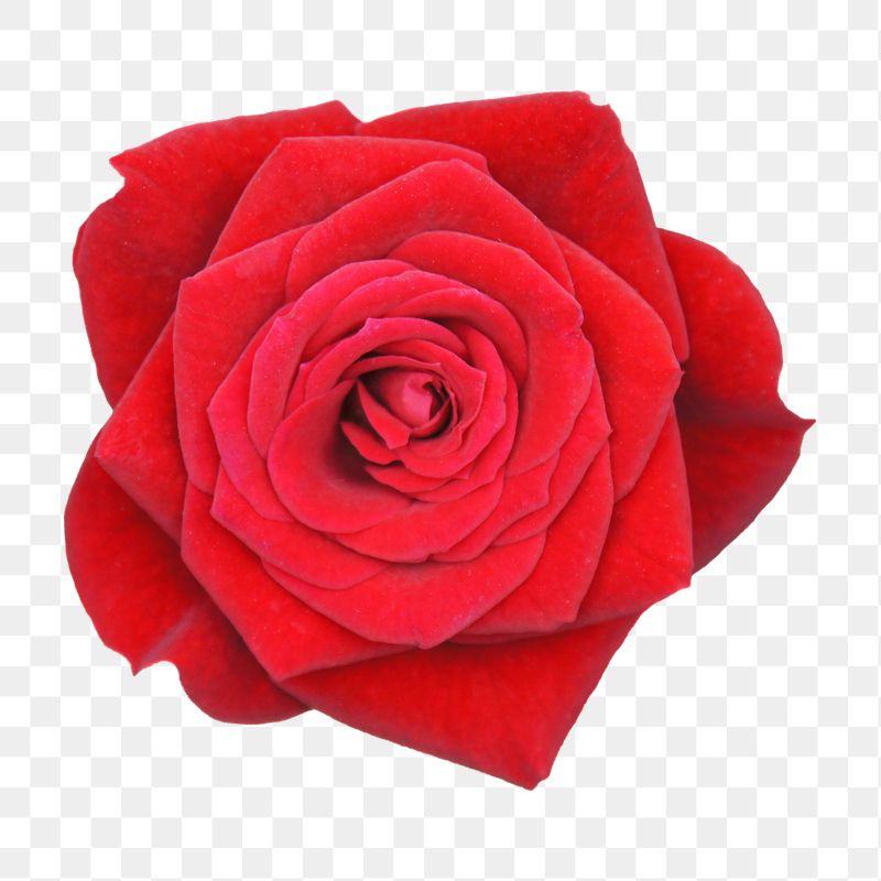Red rose png sticker, transparent | Free PNG - rawpixel