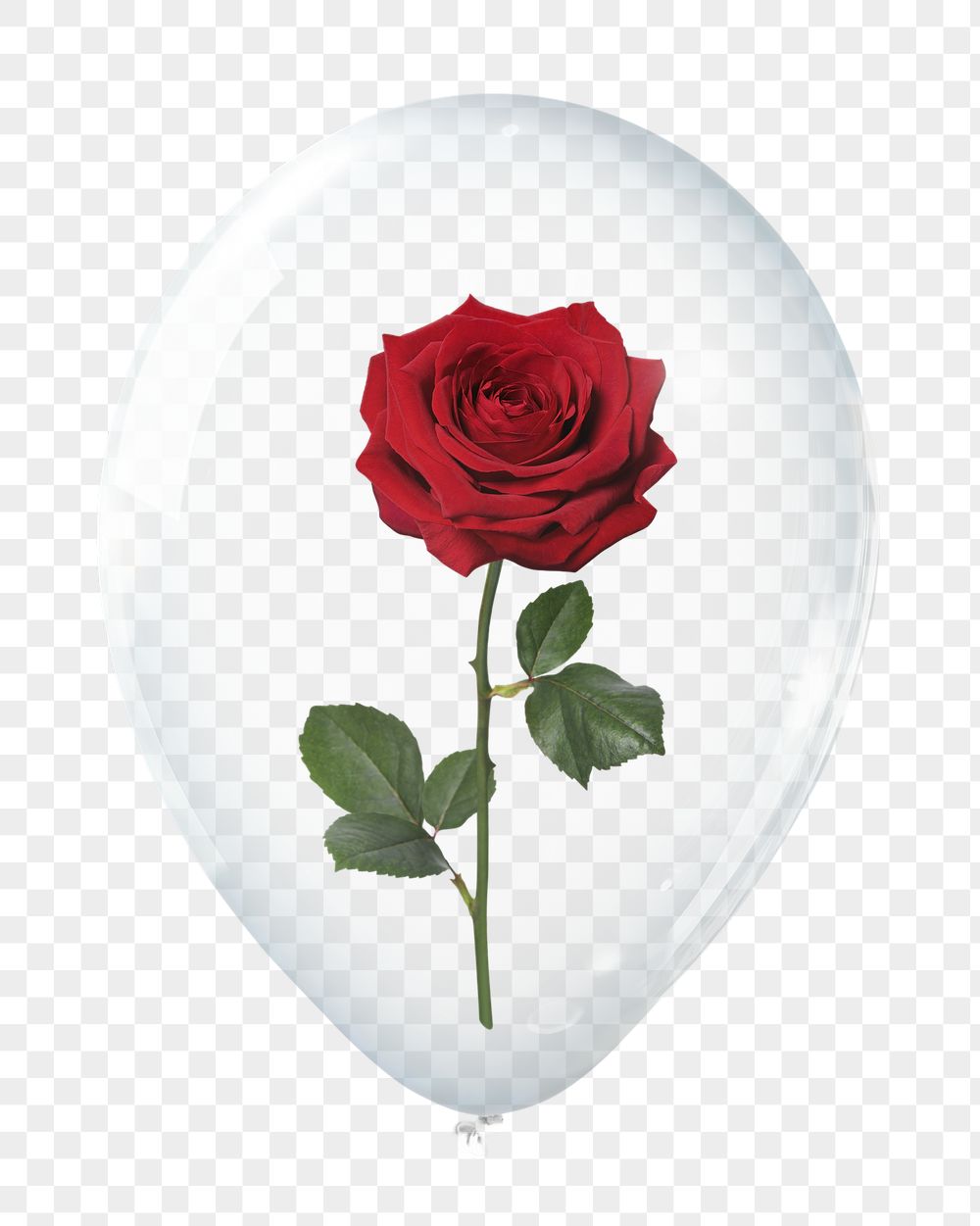 Red rose png, valentine's flower | Free PNG - rawpixel