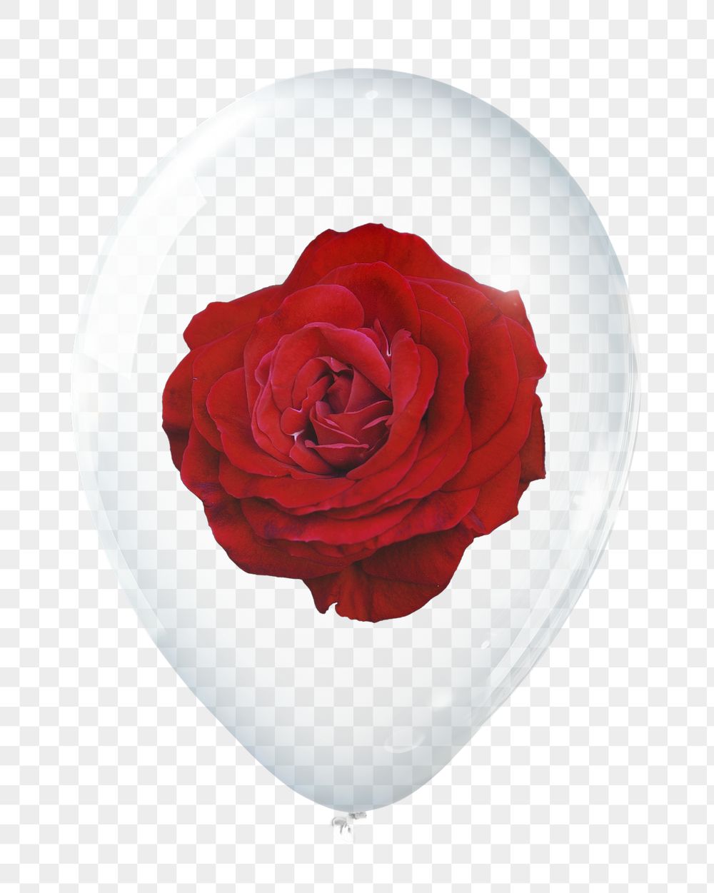 Red rose png, valentine's flower | Free PNG - rawpixel