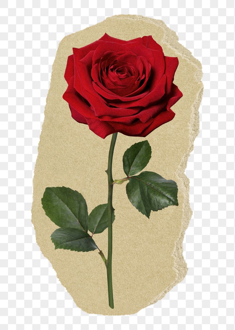 Red rose png Valentine's sticker, | Free PNG - rawpixel