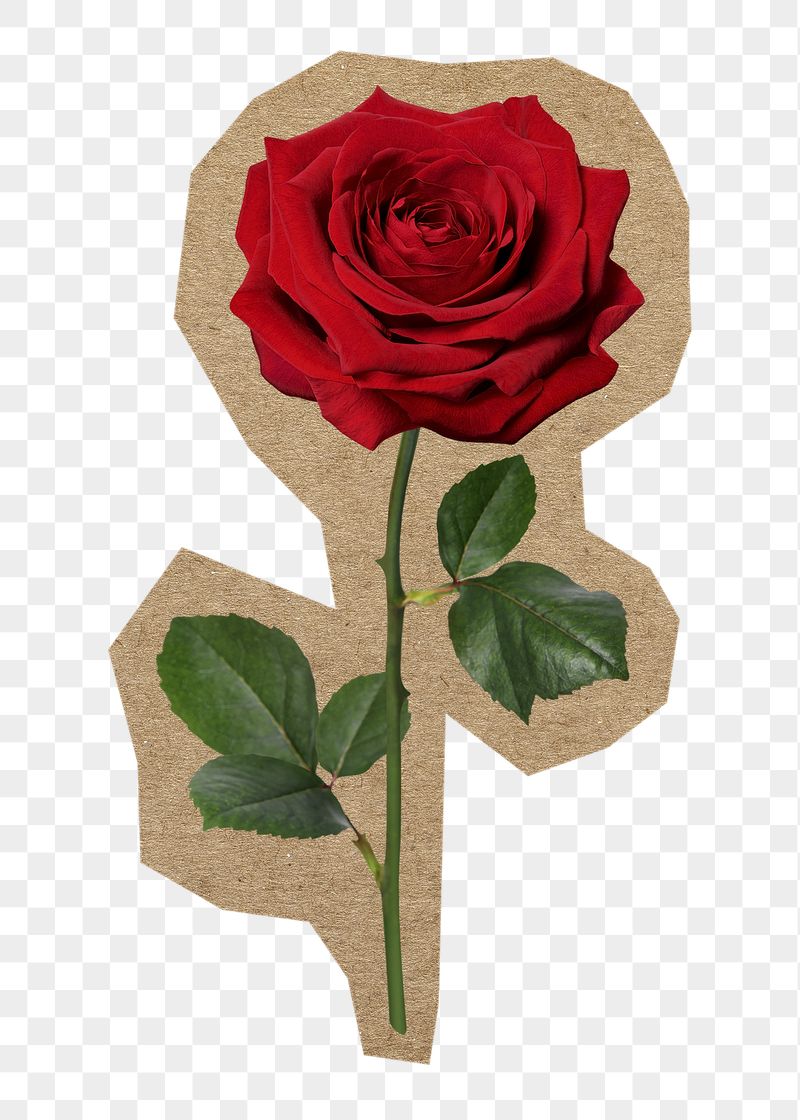 Red rose png Valentine's sticker, | Free PNG - rawpixel