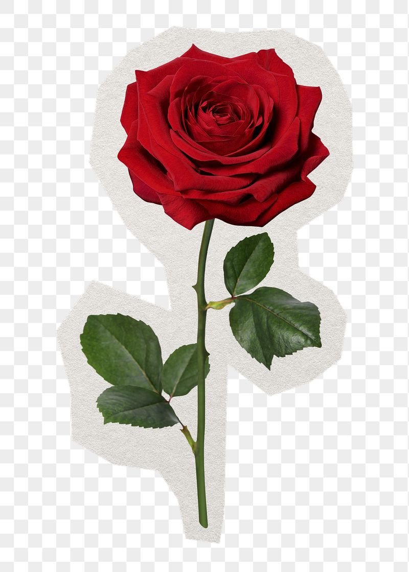 Red rose png Valentine's sticker, | Free PNG - rawpixel