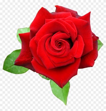 Red Rose "กุหลาบ" นั้นมาจากคำว่า "คุล" ที่ในภาษาเปอร์เซียแปลว่า - Rose Red Png