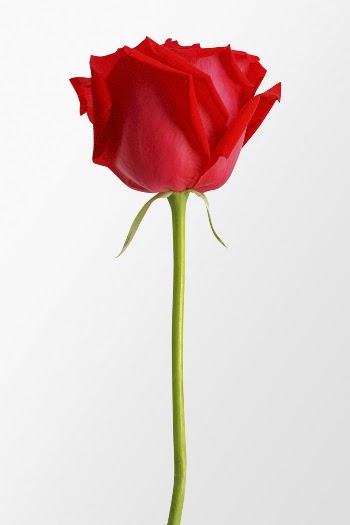 Red rose, romantic flower clipart | Free Photo - rawpixel