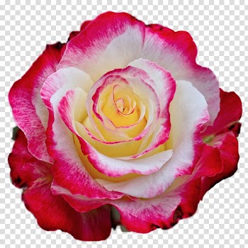 Red rose, Rose Color , Colorful Rose transparent background PNG clipart
