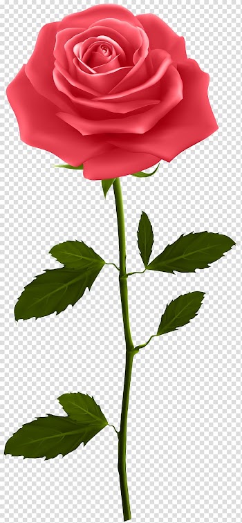 Red rose, Rose , Red Rose with Stem transparent background PNG clipart