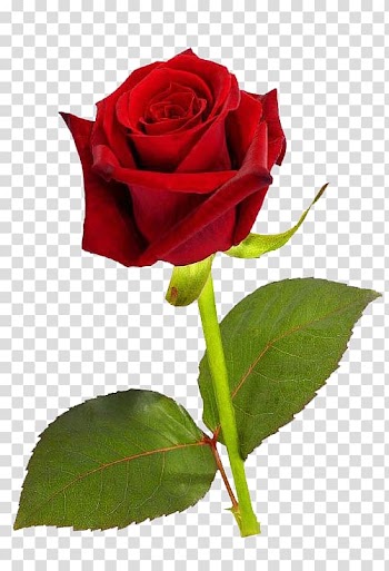 Red rose , Rose Red , Single Red Rose HD transparent background PNG clipart