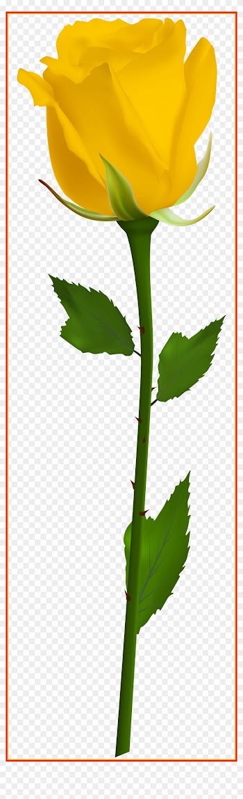 Red Rose Single Single Red Rose Transparent Awesome - White Rose Clipart Png
