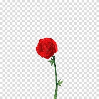 Red rose, The Little Prince Beach rose Centifolia roses Flower Garden roses, The Little Prince transparent background PNG clipart