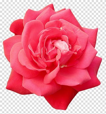 , Red rose transparent background PNG clipart