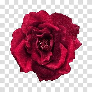 , red rose transparent background PNG clipart