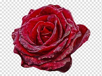 , red rose transparent background PNG clipart